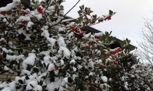 winter_berries_berlin