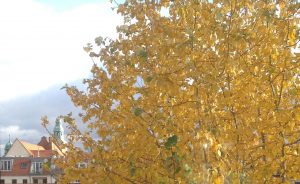 Yellowe leaves on a Tree in Berlin in Autumn
