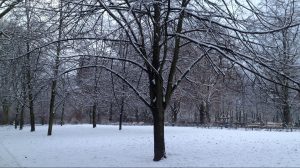 Tree and park with snow in Berlin